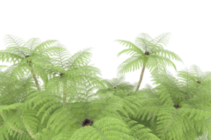 Realistic forest isolated on transparent background. 3d rendering - illustration png