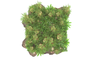 Realistic forest isolated on transparent background. 3d rendering - illustration png