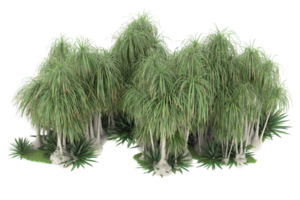 Realistic forest isolated on transparent background. 3d rendering - illustration png