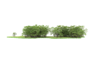 Realistic forest isolated on transparent background. 3d rendering - illustration png