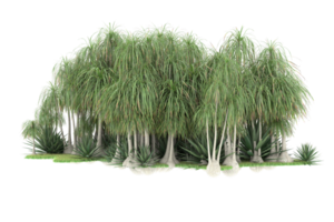 Realistic forest isolated on transparent background. 3d rendering - illustration png