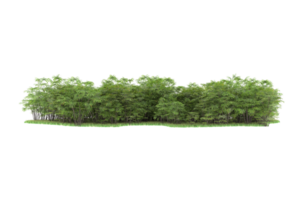 forêt réaliste isolée sur fond transparent. rendu 3d - illustration png