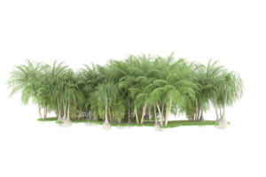 Realistic forest isolated on transparent background. 3d rendering - illustration png