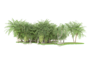 Realistic forest isolated on transparent background. 3d rendering - illustration png