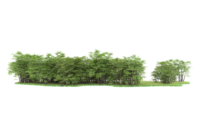 Realistic forest isolated on transparent background. 3d rendering - illustration png