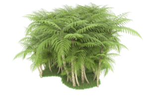 Realistic forest isolated on transparent background. 3d rendering - illustration png