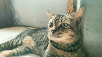 An adult male domestic cat is relaxing on the floor photo