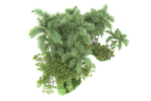 forêt réaliste isolée sur fond transparent. rendu 3d - illustration png