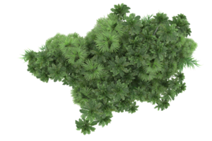 Realistic forest isolated on transparent background. 3d rendering - illustration png