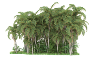 floresta realista isolada em fundo transparente. renderização 3D - ilustração png