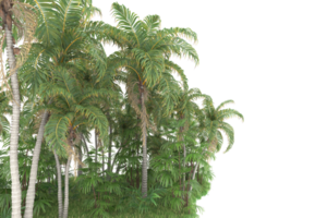 forêt réaliste isolée sur fond transparent. rendu 3d - illustration png