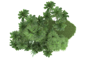 Realistic forest isolated on transparent background. 3d rendering - illustration png