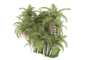 realistico foresta isolato su trasparente sfondo. 3d interpretazione - illustrazione png