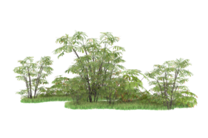 Realistic forest isolated on transparent background. 3d rendering - illustration png