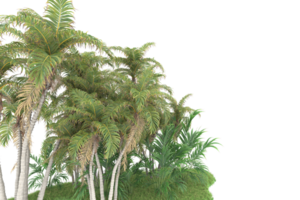 Realistic forest isolated on transparent background. 3d rendering - illustration png