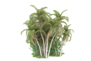 Realistic forest isolated on transparent background. 3d rendering - illustration png