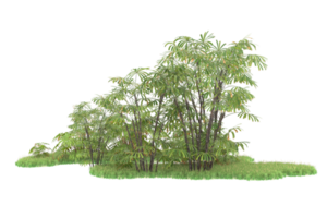 Realistic forest isolated on transparent background. 3d rendering - illustration png