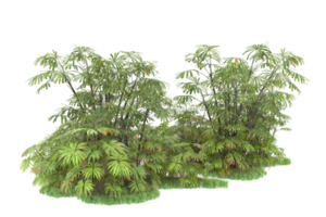 forêt réaliste isolée sur fond transparent. rendu 3d - illustration png