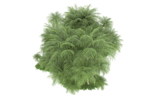 floresta realista isolada em fundo transparente. renderização 3D - ilustração png