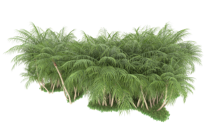 Realistic forest isolated on transparent background. 3d rendering - illustration png