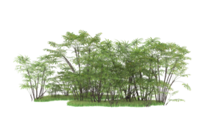 Realistic forest isolated on transparent background. 3d rendering - illustration png