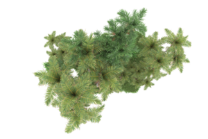 Realistic forest isolated on transparent background. 3d rendering - illustration png