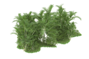 forêt réaliste isolée sur fond transparent. rendu 3d - illustration png