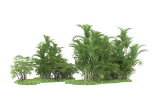 Realistic forest isolated on transparent background. 3d rendering - illustration png