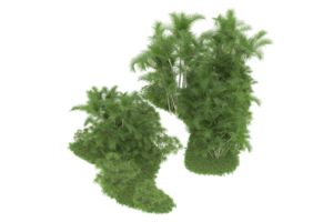 forêt réaliste isolée sur fond transparent. rendu 3d - illustration png