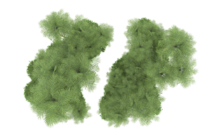 Realistic forest isolated on transparent background. 3d rendering - illustration png
