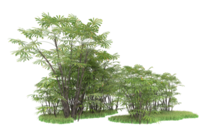 Realistic forest isolated on transparent background. 3d rendering - illustration png