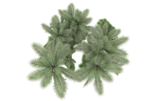 Realistic forest isolated on transparent background. 3d rendering - illustration png