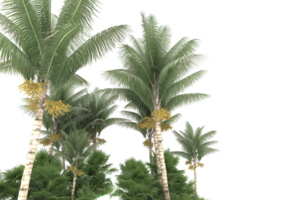Realistic forest isolated on transparent background. 3d rendering - illustration png