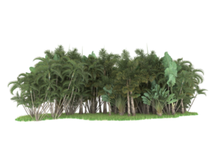 realistisk skog isolerat på transparent bakgrund. 3d tolkning - illustration png