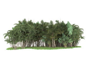 Realistic forest isolated on transparent background. 3d rendering - illustration png