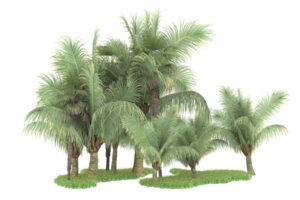 Realistic forest isolated on transparent background. 3d rendering - illustration png