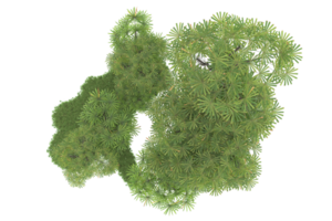 Realistic forest isolated on transparent background. 3d rendering - illustration png