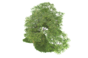 Realistic forest isolated on transparent background. 3d rendering - illustration png