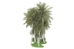 Realistic forest isolated on transparent background. 3d rendering - illustration png