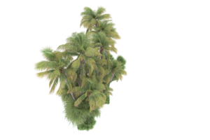 Realistic forest isolated on transparent background. 3d rendering - illustration png