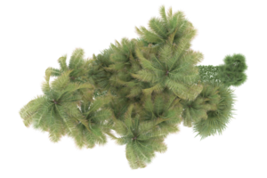 Realistic forest isolated on transparent background. 3d rendering - illustration png