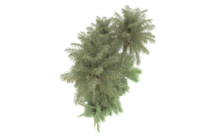 Realistic forest isolated on transparent background. 3d rendering - illustration png