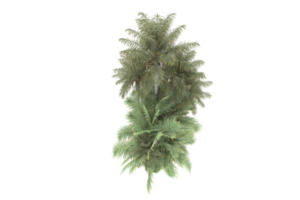 Realistic forest isolated on transparent background. 3d rendering - illustration png