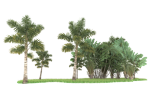 Realistic forest isolated on transparent background. 3d rendering - illustration png