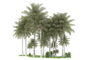 Realistic forest isolated on transparent background. 3d rendering - illustration png