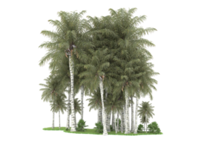 Realistic forest isolated on transparent background. 3d rendering - illustration png