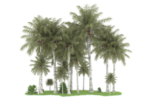 realistico foresta isolato su trasparente sfondo. 3d interpretazione - illustrazione png