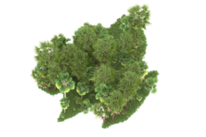 realistico foresta isolato su trasparente sfondo. 3d interpretazione - illustrazione png