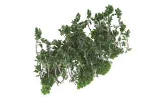 forêt réaliste isolée sur fond transparent. rendu 3d - illustration png