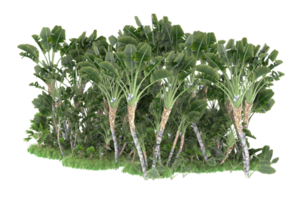 Realistic forest isolated on transparent background. 3d rendering - illustration png